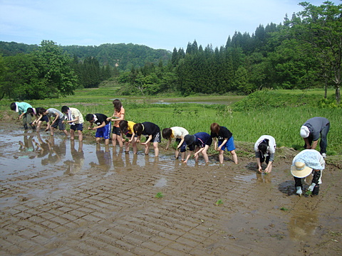 Everybody lines up and plants rice