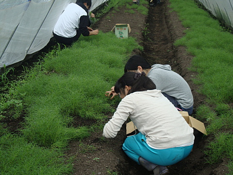 오카히지키노 수확
